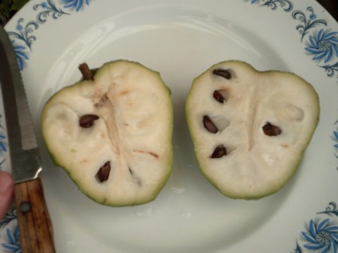 Cherimoya fruit grown from seed ready to be eaten