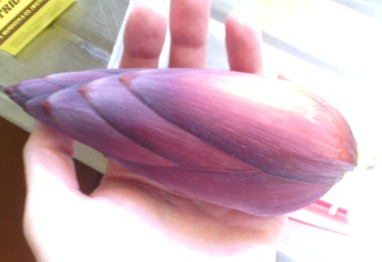 Banana inflorescence