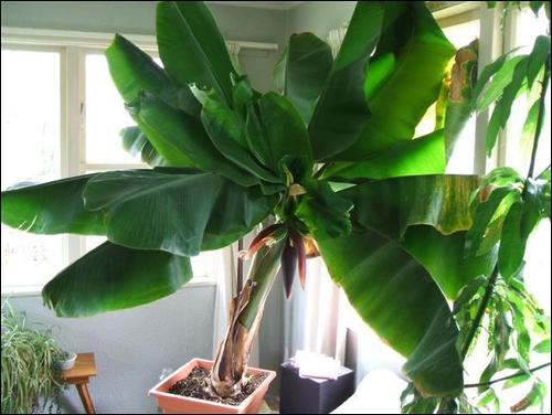 indoor banana tree leaf