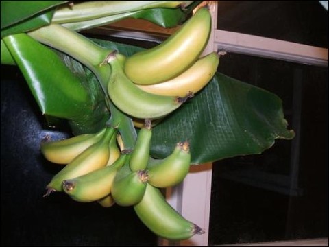 banana close up