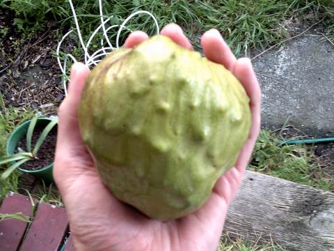 Cherimoya fruit grown from seedt