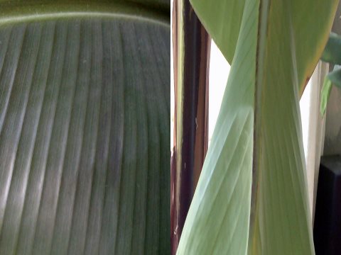 healthy unhealthy banana leaf comparison